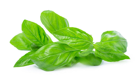 Fresh - Basil Green